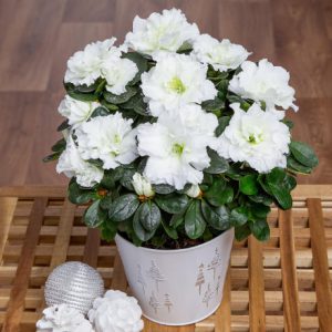 product_plants_white_christmas_azalea_image1_460x460